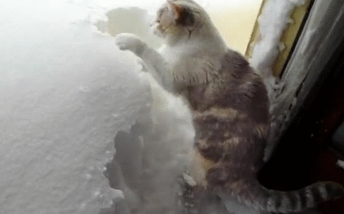 【梅雨に負けるな】ある意味、爽やかな画像のトピ!