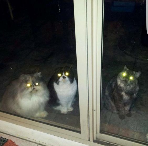 心霊写真風の猫画像ください