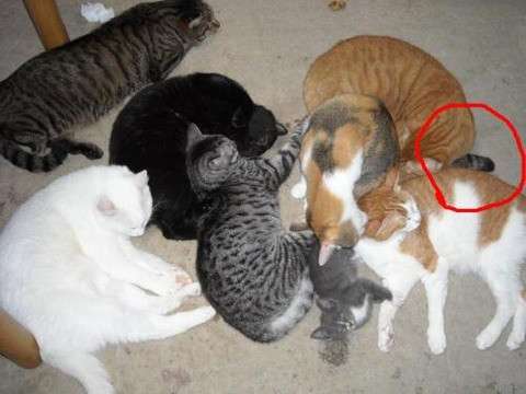 心霊写真風の猫画像ください