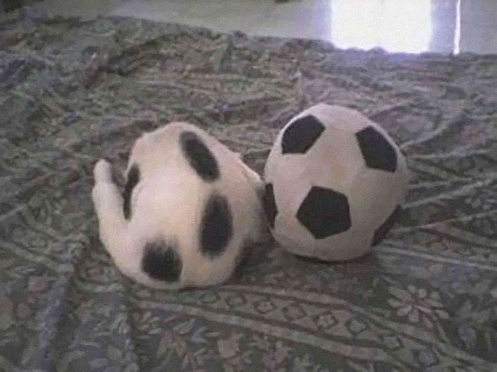 擬態してる動物を貼ろう。