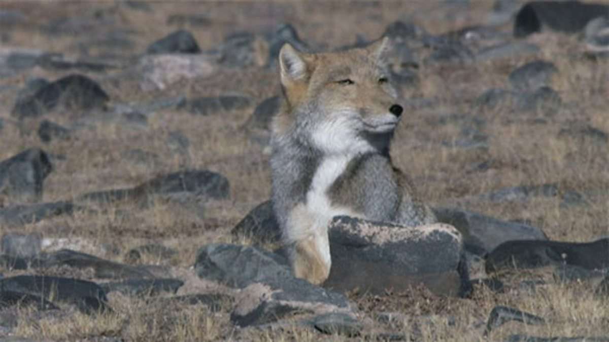 Tibetan fox hunt