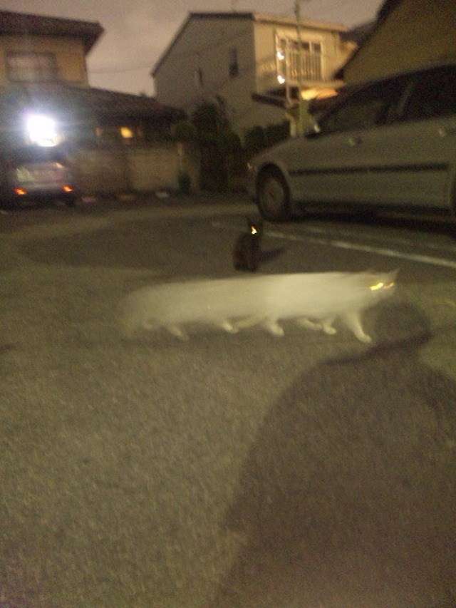 心霊写真風の猫画像ください