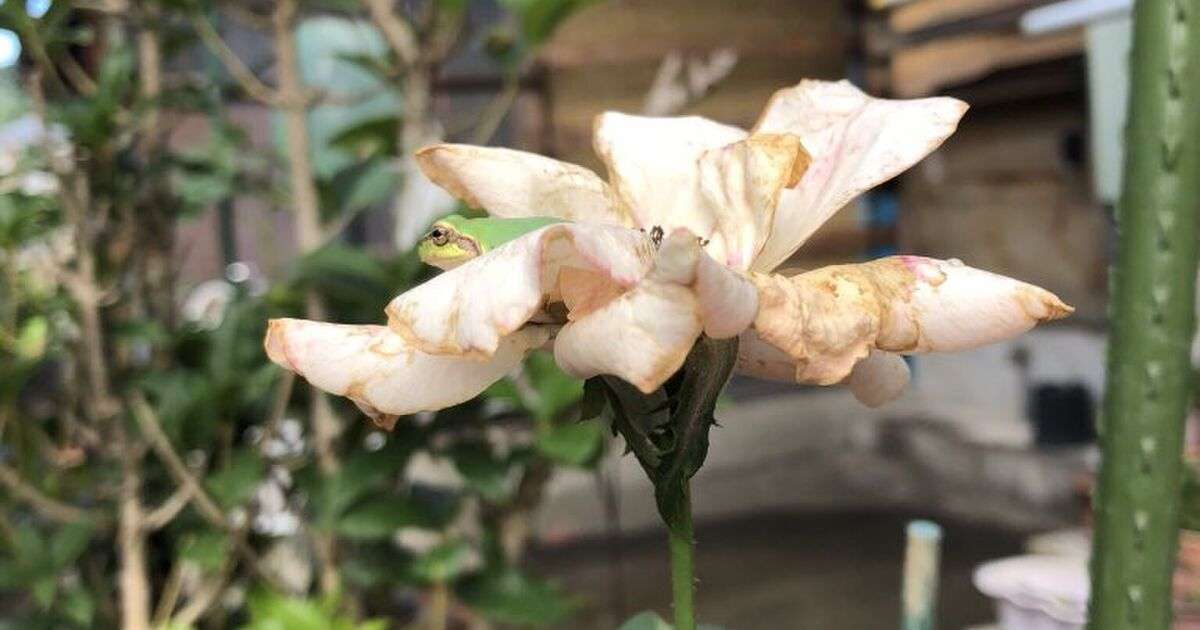 イヤイヤ期の２歳児に１時間も泣かれた理由が理不尽すぎて魂消し飛ぶレベル「これはしんどい」「２歳児怖い…」 - Togetter