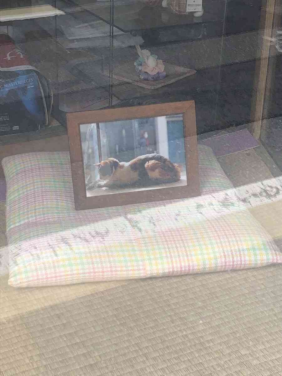 「そこに居て、愛されていた」亡くなった猫さんがいかに愛されていたかが分かる画像に涙が止まらなくなる人々