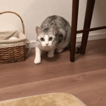 心霊写真風の猫画像ください