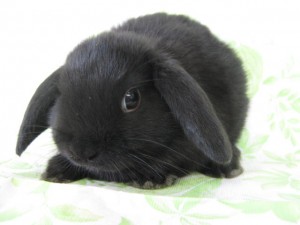 【実況・感想】プロ野球・マイナビオールスターゲーム2019 第1戦