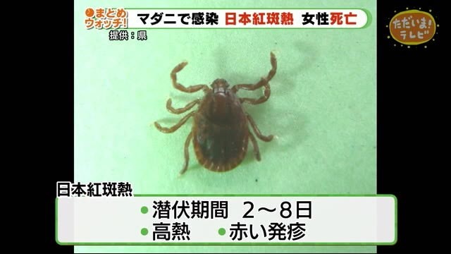 マダニに咬まれて女性死亡　日本紅斑熱を発症　肌の露出に注意　静岡・伊豆の国市
