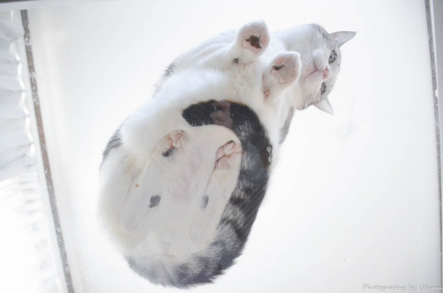 触れて癒やされるもの