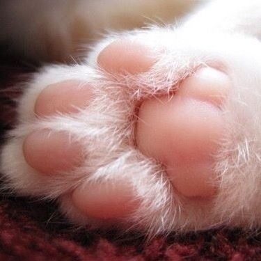 触れて癒やされるもの