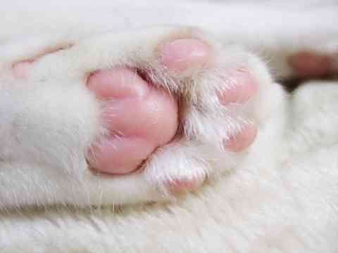 触れて癒やされるもの