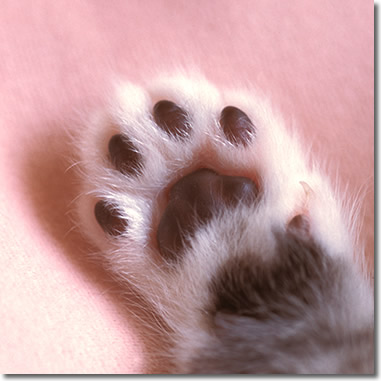 触れて癒やされるもの