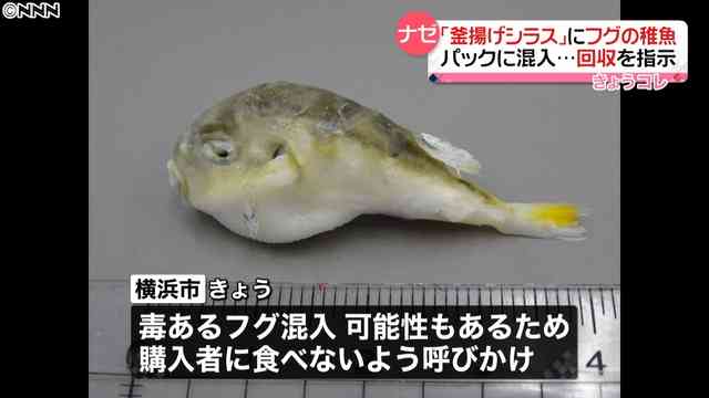 「釜揚げシラス」パックにフグの稚魚が混入