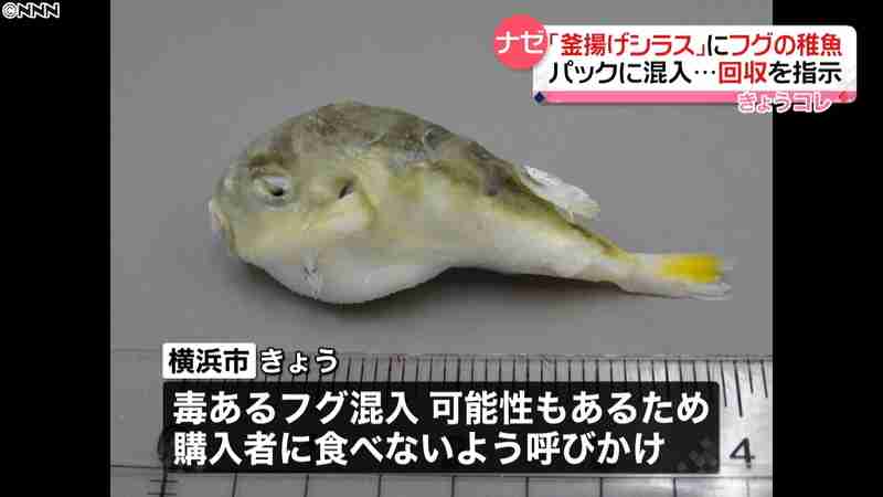 「釜揚げシラス」パックにフグの稚魚が混入｜日テレNEWS24