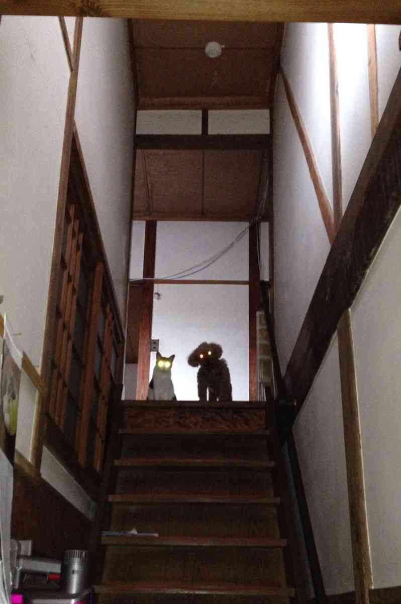 心霊写真風の猫画像ください