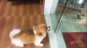 【ネタ画像＆GIF】とにかく癒してくれよ！のトピ