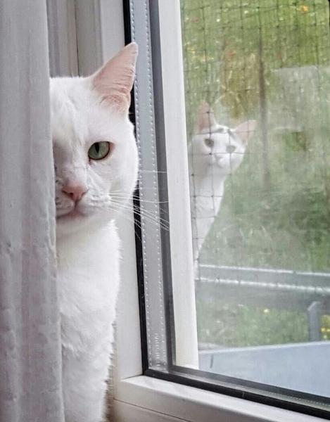 心霊写真風の猫画像ください