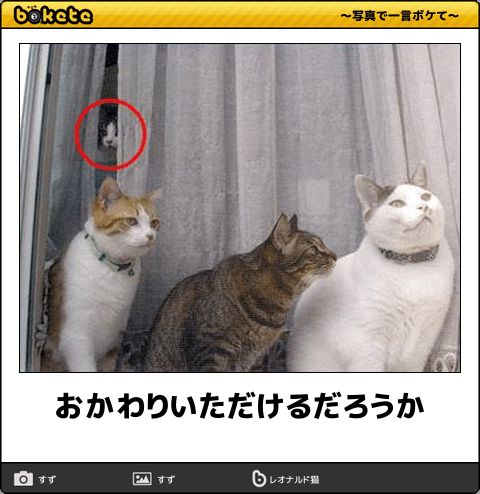 心霊写真風の猫画像ください