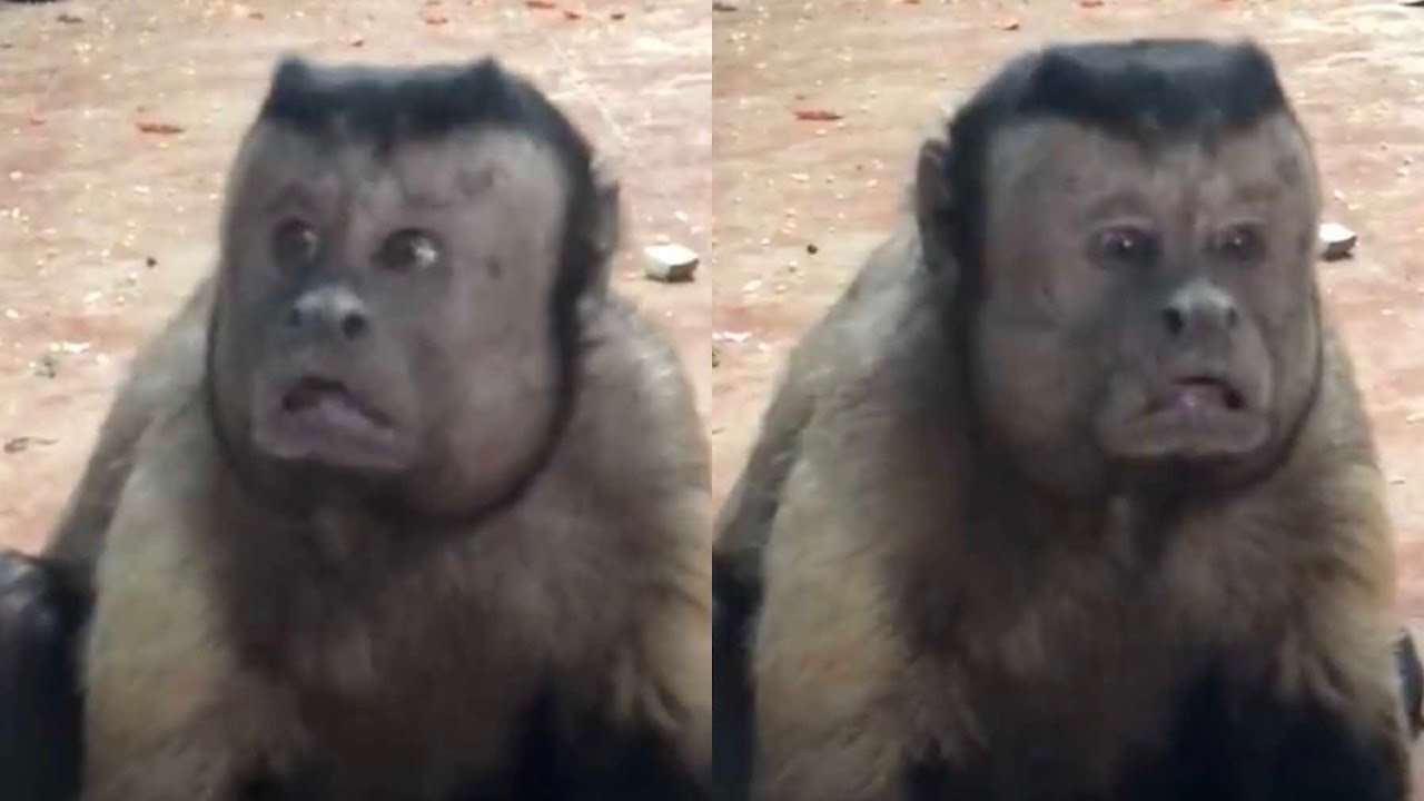 Video of monkey with ‘human face’ in Chinese zoo gets over 8m views - YouTube