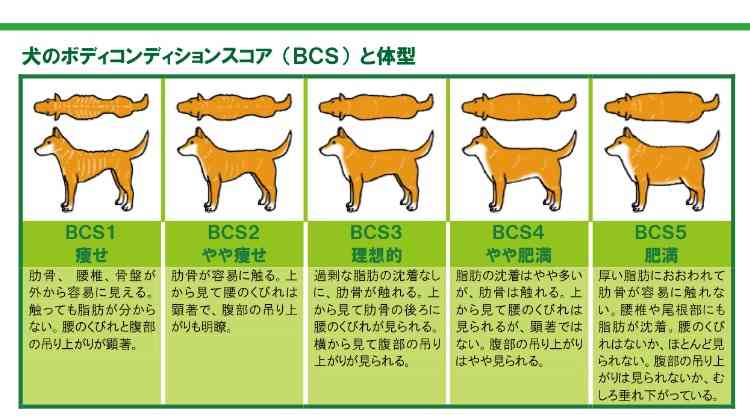 痩せ気味の人の体の不調