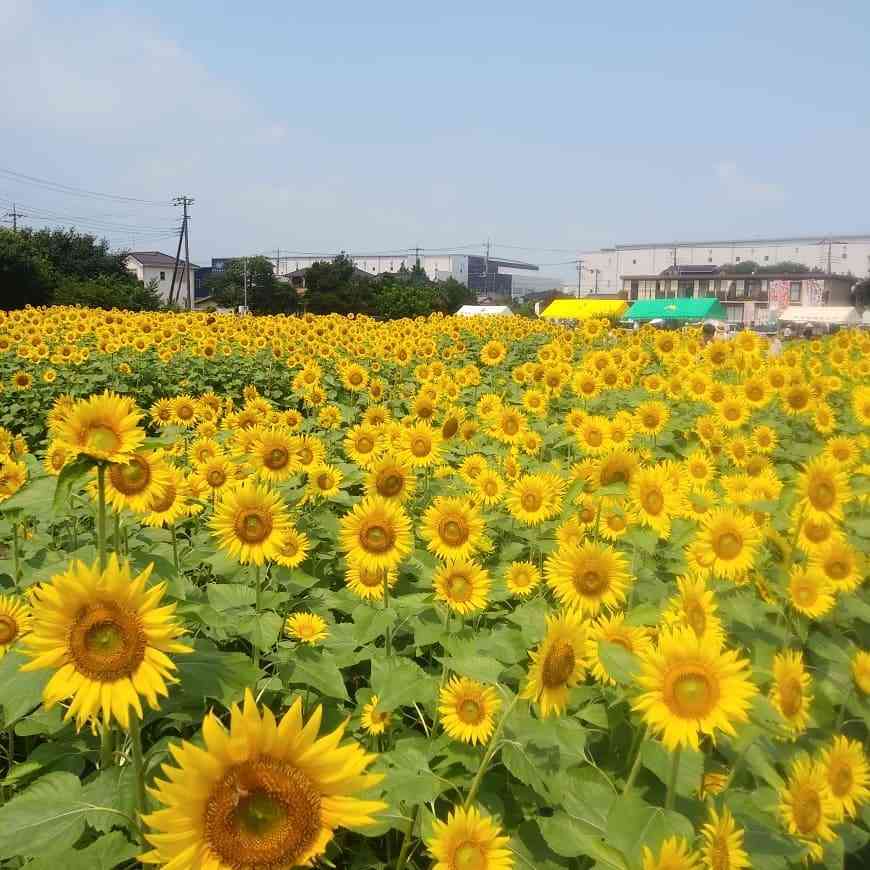 maki on Instagram: “埼玉県蓮田市にあるひまわり畑へ。  なんとまさかの ドラマのロケ(あなたの番です)とかぶり ゆっくりできませんでした。  西野七瀬と横浜流星がいました。  タイミングが悪く ついていませんでしたが 天気は良くひまわりが綺麗でした。  #蓮田ひまわり畑 #蓮田ひまわり畑2019…”