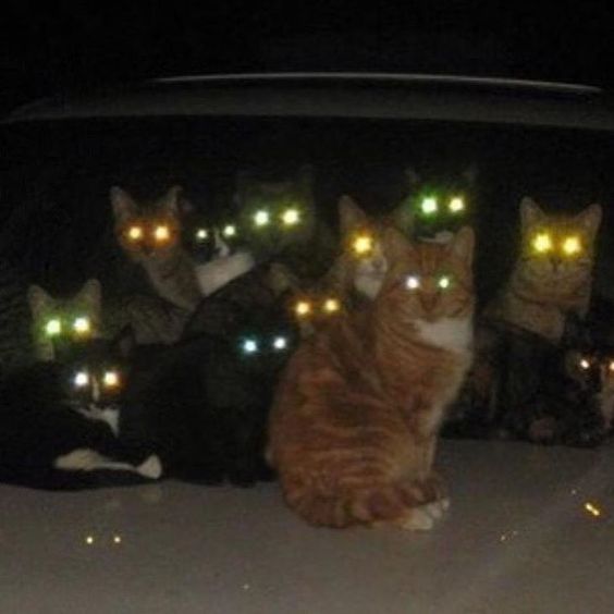 心霊写真風の猫画像ください