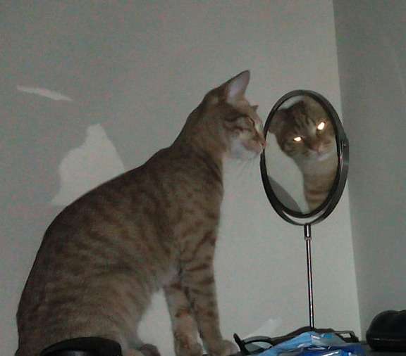 心霊写真風の猫画像ください