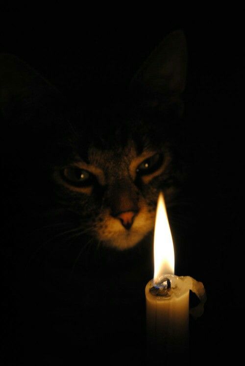 心霊写真風の猫画像ください