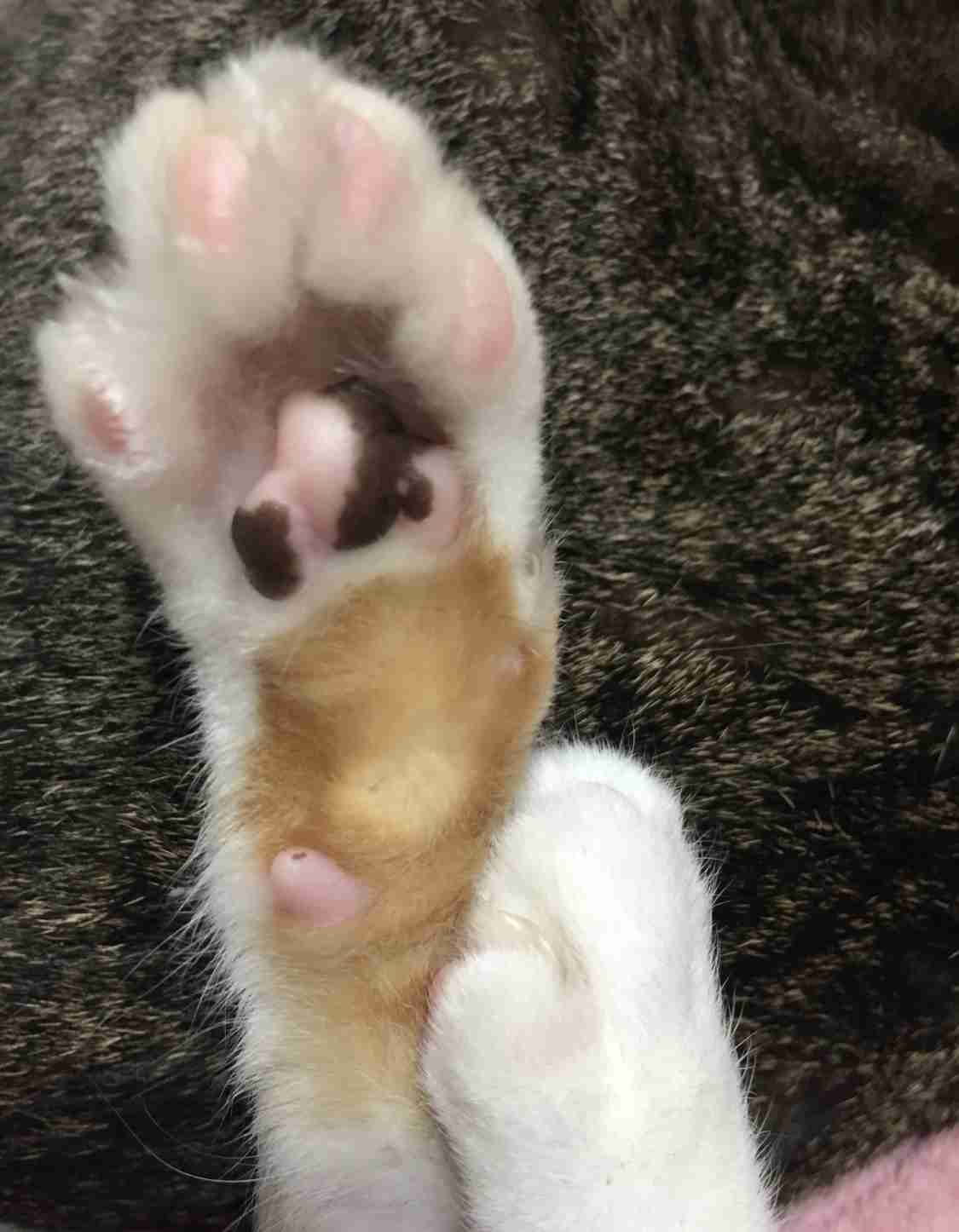 触れて癒やされるもの