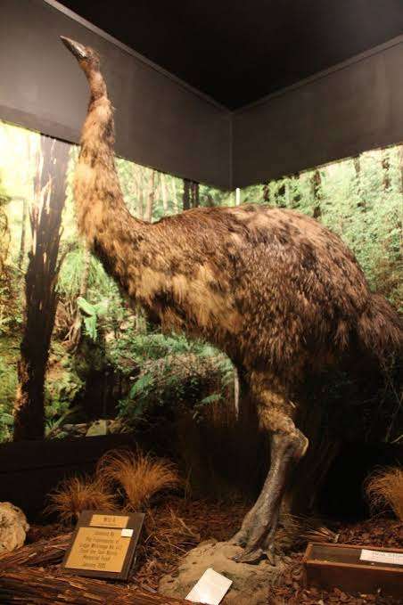 絶滅した生き物について語るトピ
