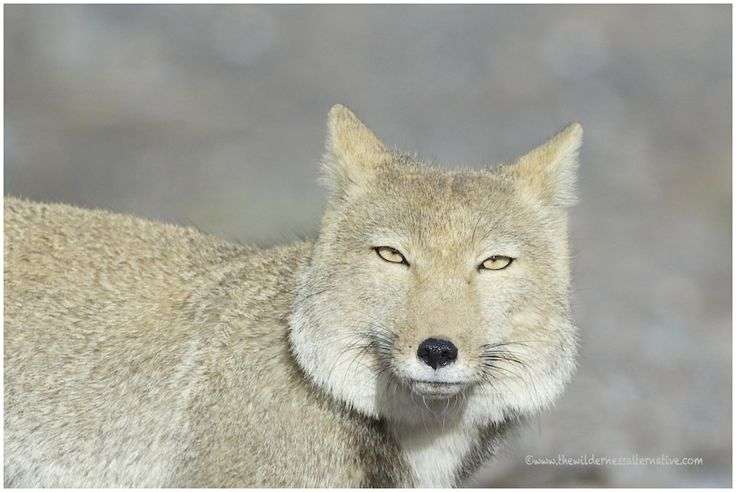 ガルちゃんに貼り付けようとして保存している画像を貼るトピ
