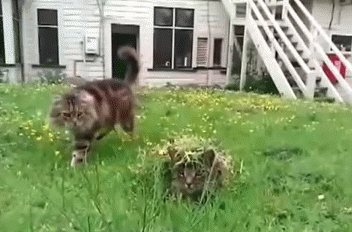 擬態してる動物を貼ろう。