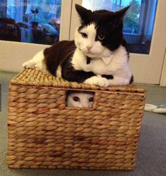心霊写真風の猫画像ください