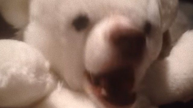 擬態してる動物を貼ろう。