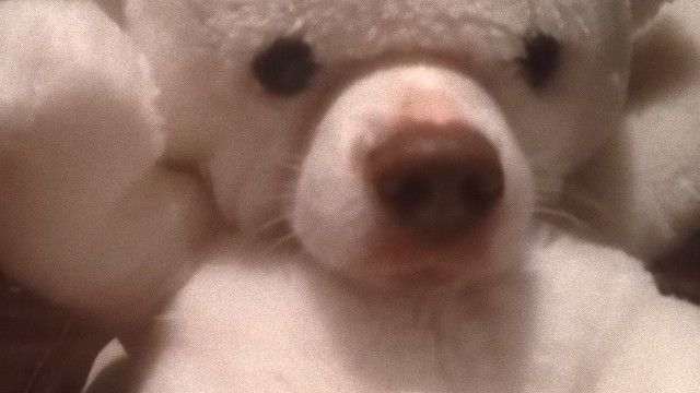 擬態してる動物を貼ろう。