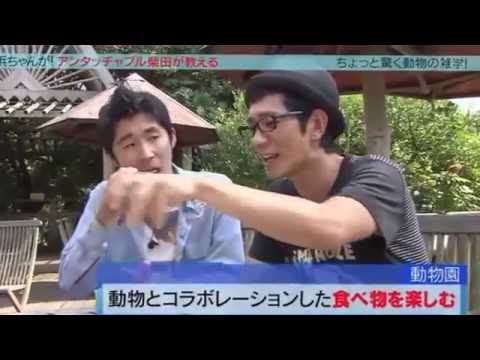[2/2] 浜ちゃんが! アンタ柴田が動物漫談連発!松井玲奈も大ハマリ!? - 16.11.09 - YouTube