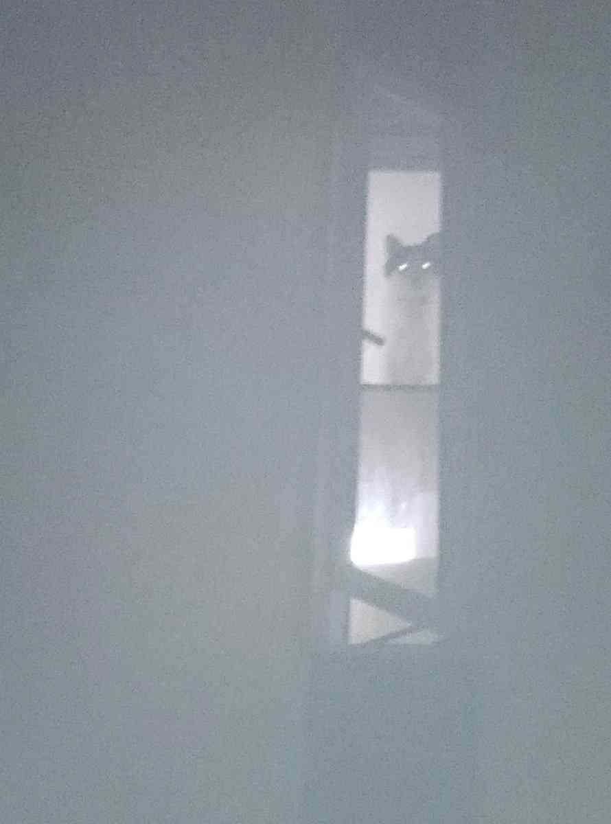 心霊写真風の猫画像ください