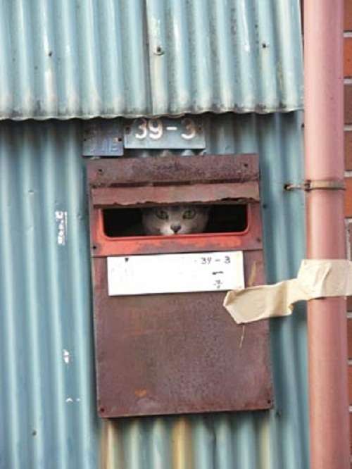 心霊写真風の猫画像ください