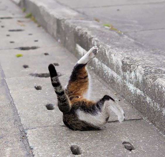 心霊写真風の猫画像ください