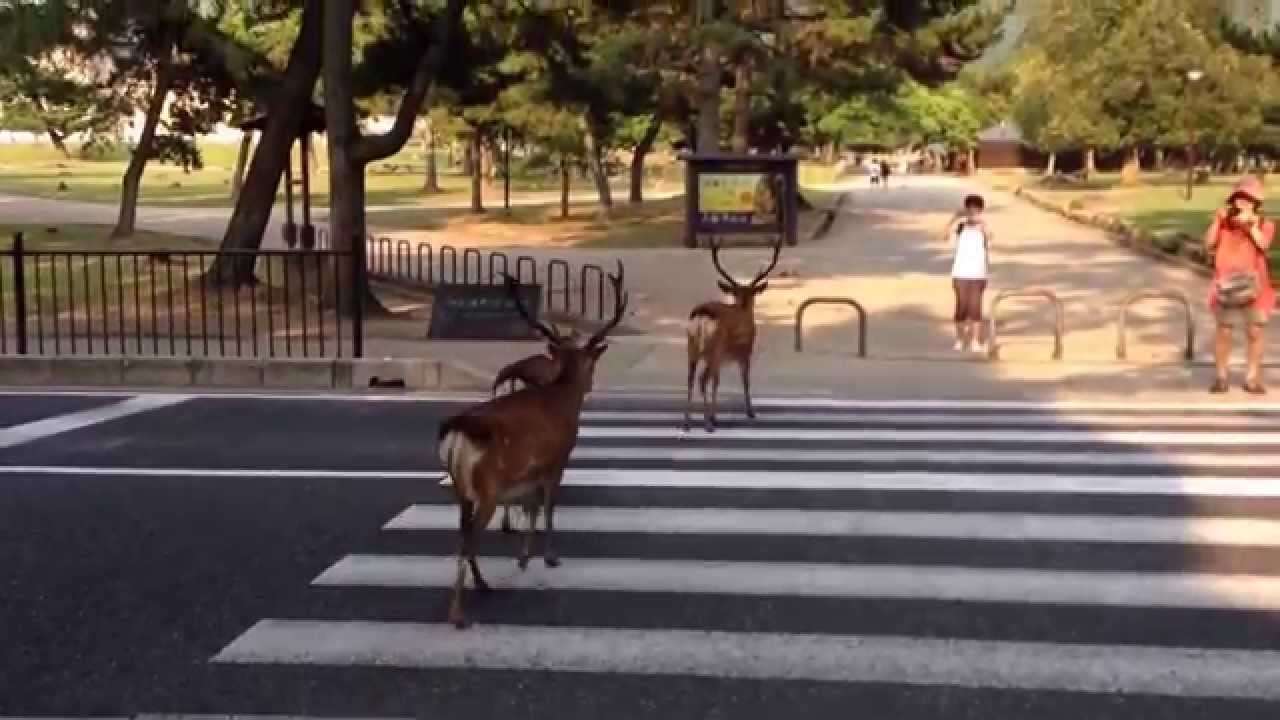 ちゃんと横断歩道を渡る奈良の鹿 - YouTube