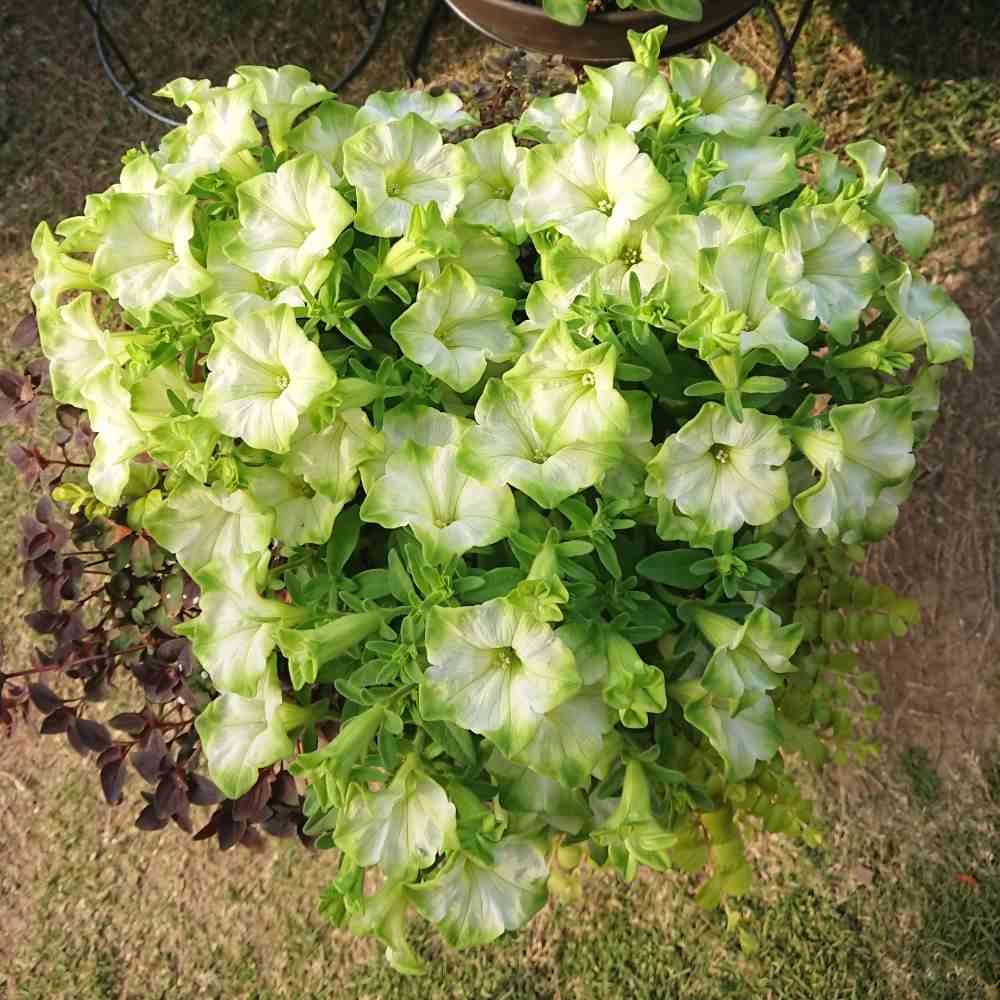 【7月】ガーデニングトピ🌻【家庭菜園可】