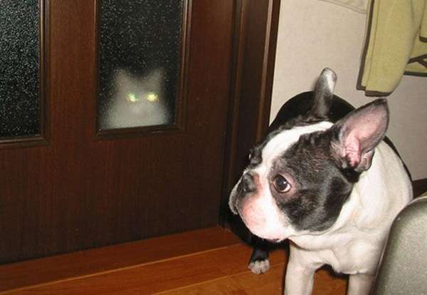 心霊写真風の猫画像ください