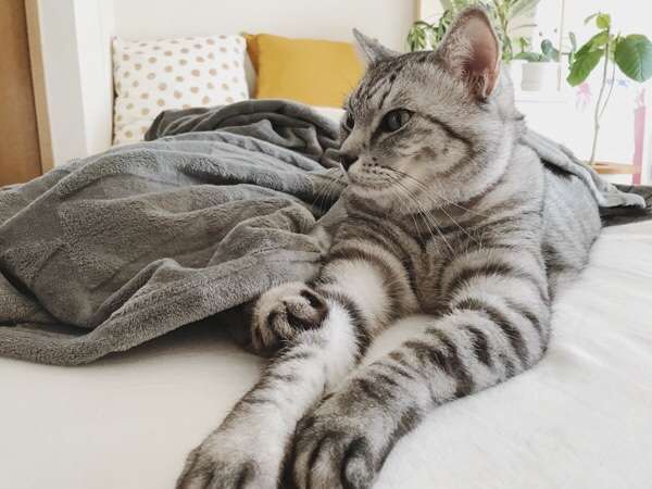 心霊写真風の猫画像ください