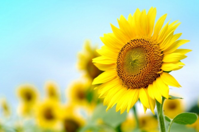 【7月】ガーデニングトピ🌻【家庭菜園可】