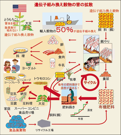 恐るべし!! 遺伝子組み換え食品は、一切食べるな!! 腸内細菌に遺伝子が組み込まれ、いつまでも体の中で機能し続ける てんさい（い）