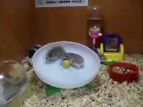 2 Hamsters 1 Wheel - YouTube