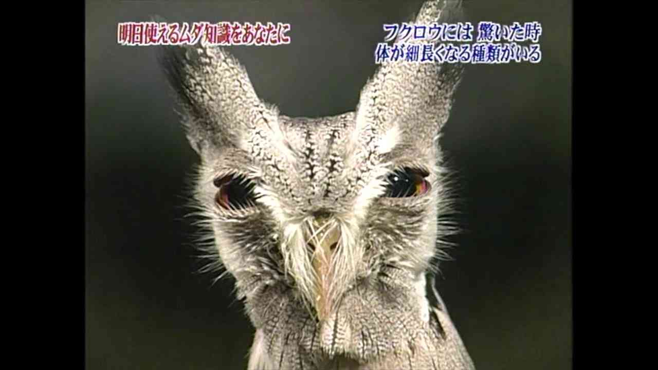 【トリビアの泉】フクロウには驚いた時 体が細長くなる種類がいる - YouTube