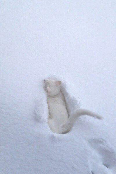 Pin by 月猫 on ねこ | Cats, Animals, Kittens