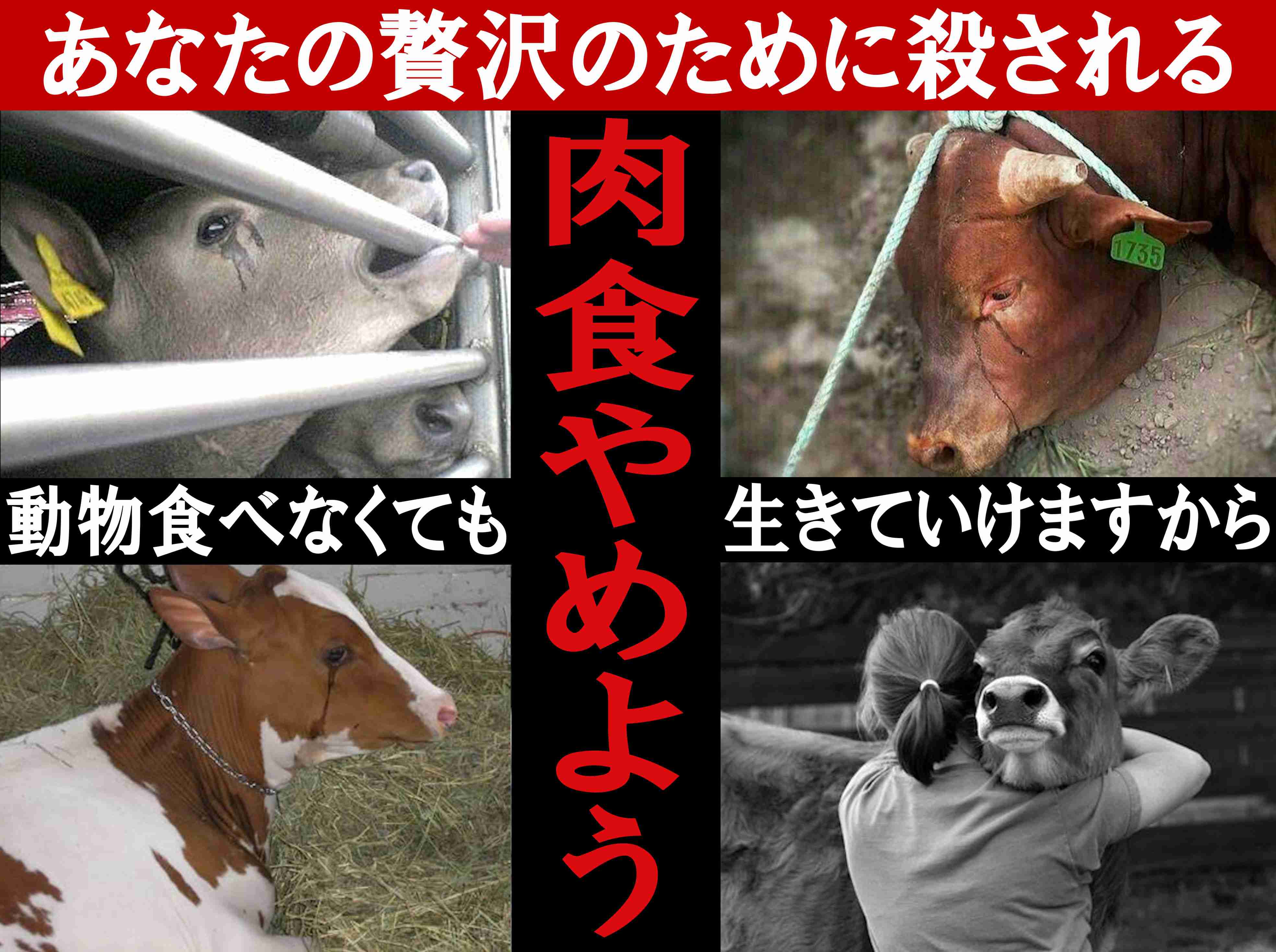 毎年200頭以上の種付け頭数に起因か…ディープインパクトの死に大きな衝撃 