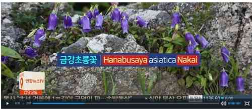 朝鮮半島固有植物全527種のうち62%の学名に『ナカイ』という日本人名が入っているニダ！