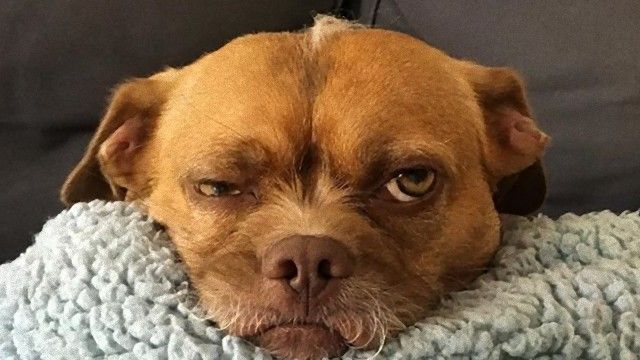 なんとも言えない表情の動物画像ください